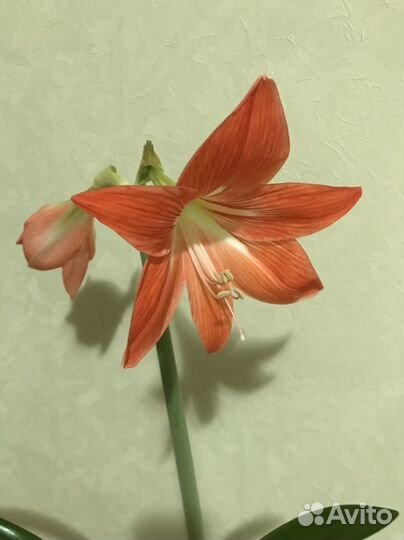 Гиппеаструм цветущий