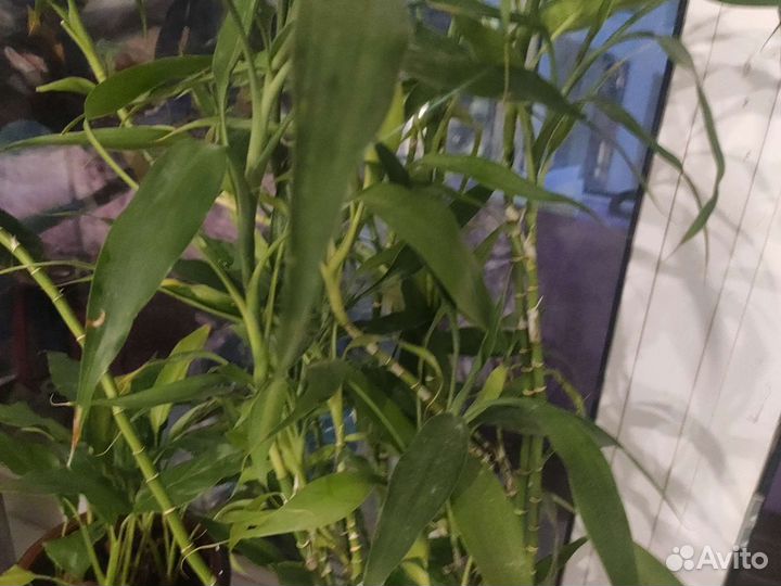 Драцена Сандера (бамбук)