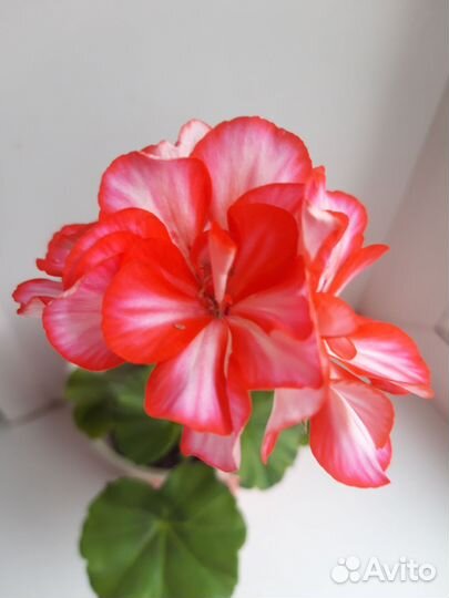 Пеларгония плющелистная