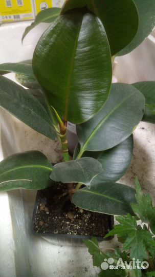 Комнатные цветы