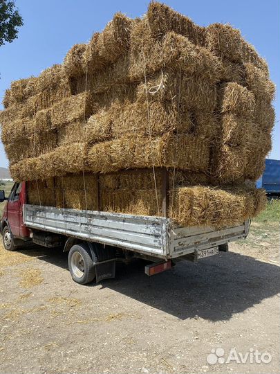 Солома пшеничная