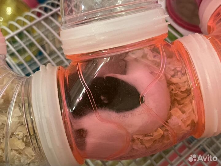 Бесплатно Хомячки Джунгарские новорожденные