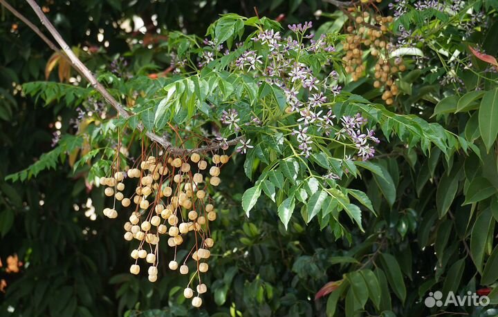 Мелия иранская или Четковое дерево