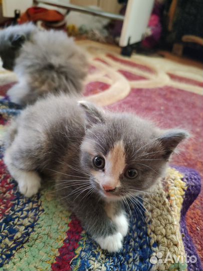 Отдам котят