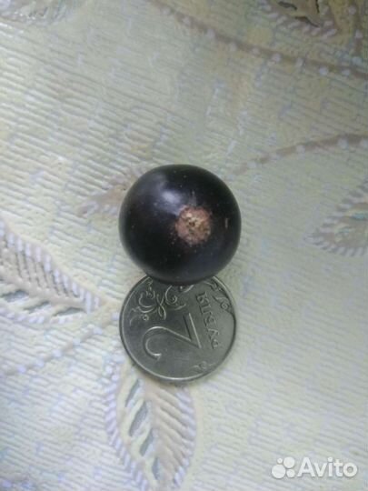 Черная смородина,кустики