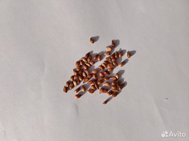 Семена Яблони Недзвецкого 60+ шт