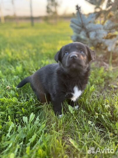 Щенки маленькой дворняжки