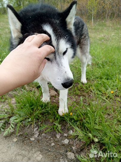 Собака хаски найден