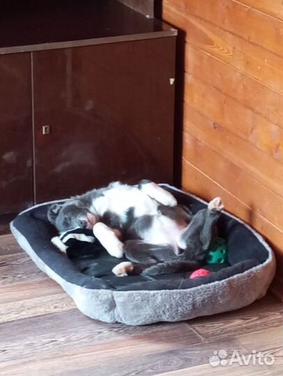 Бордер колли