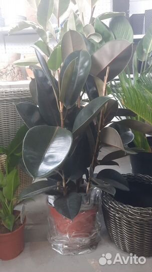 Фикус robusta 3 ствола