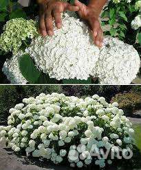 Гортензия древовидная