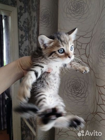 Бенгальская кошка