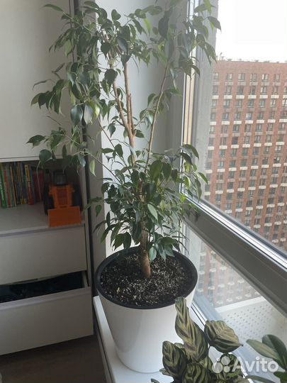 Фикус Бенджамина большой