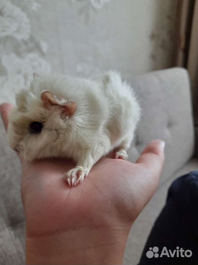 Морская свинка