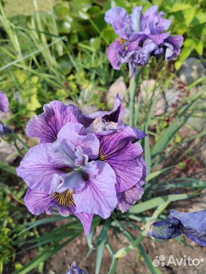 Ирисы японский и сибирские
