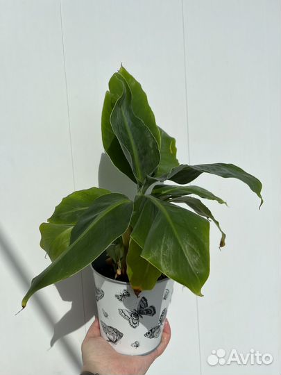 Банан домашний карликовый