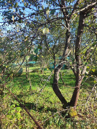 Участок 8,5 сот. (СНТ, ДНП)