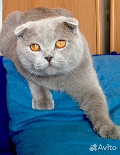 Британский кот на вязку