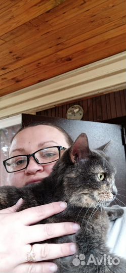 Кошка малышка