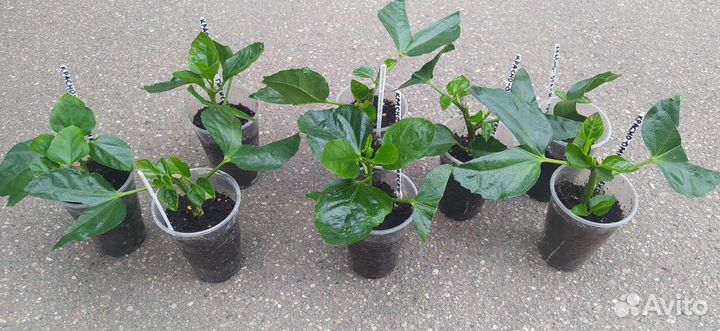 Гибискус красно - оранжевый