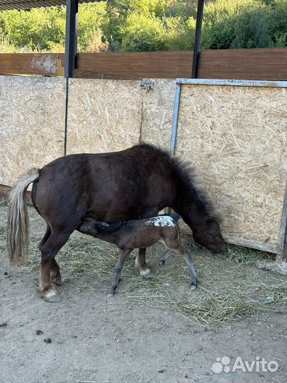 Лошадь пони