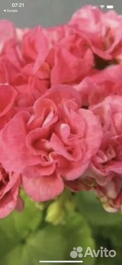 Пеларгония