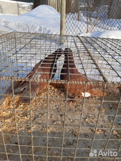 Бакинские голуби красные чили широкохвост лохмоног