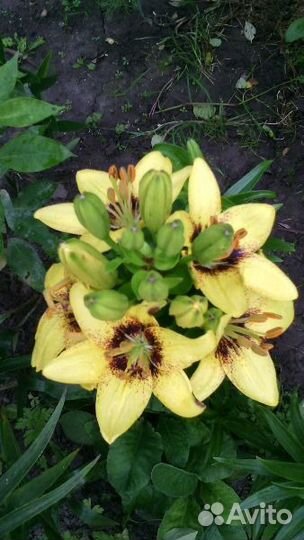 Лилии, безвременник, луковичные