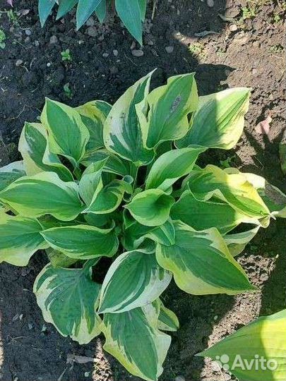 Растения,многолетки