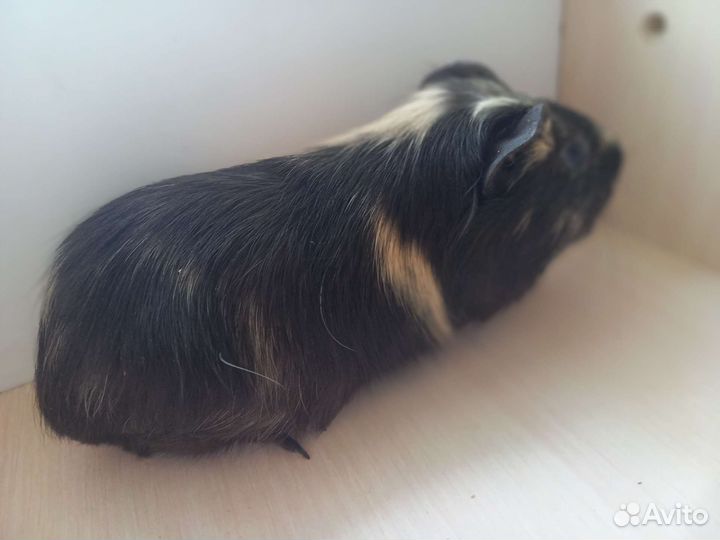 Морские свинки