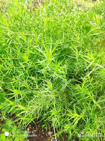 Эстрагон тархун