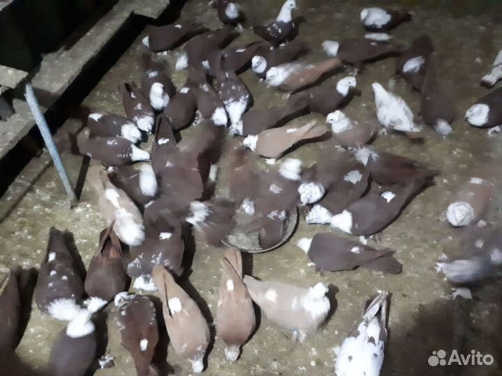 Продаются благодарненские и бакинцы голуби