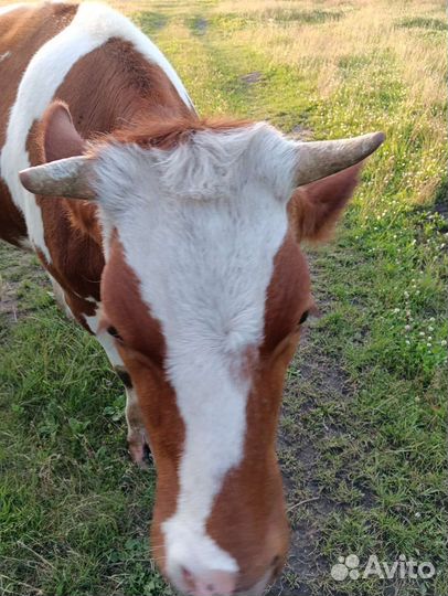 Телка стельная