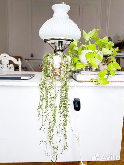 Хойя, Пеперомия и крестовник