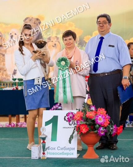 Щенок мопса