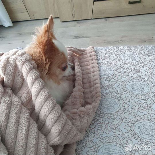 Передержка для собак