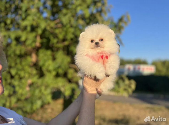 Щенки померанского шпица готовы к встречи с вами