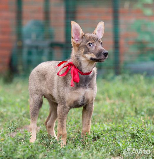 Щенок Тилли (девочка) в дар