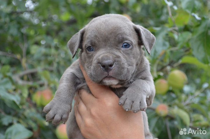 Щенки американского булли стандарт