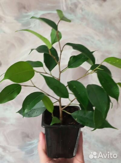 Фикус бенджамина