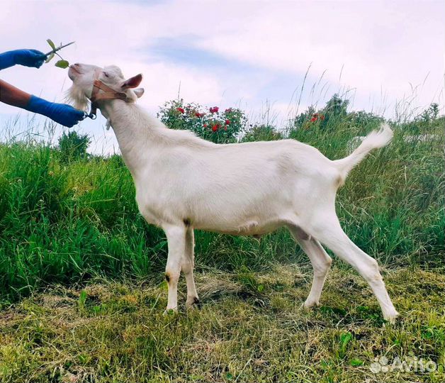 Шикарный племенной козëл