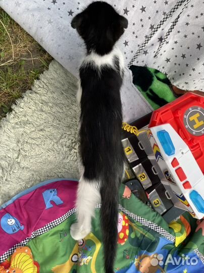 Отдам котенка в добрые руки