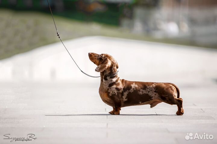 Такса миниатюра кофе-мрамор мальчик ждет в гости