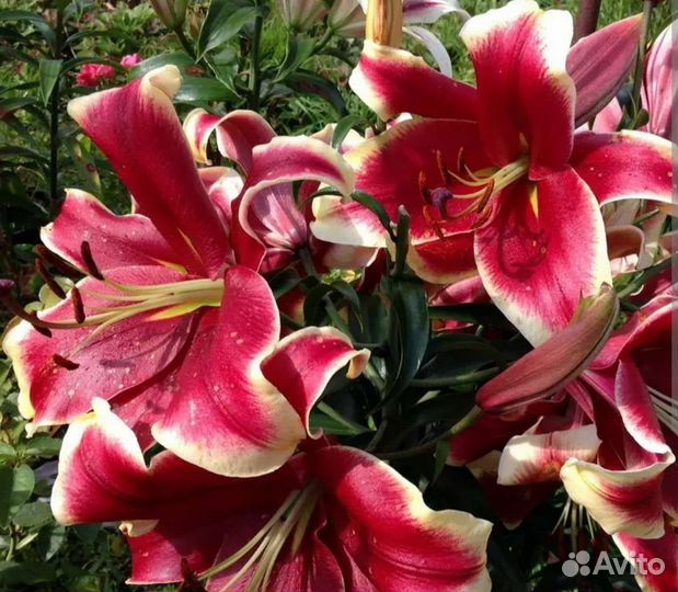 Лилии луковицы оптом