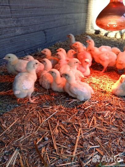 Цыплята бройлеры росс 308