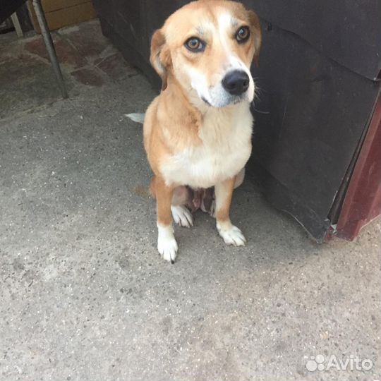 Собака в добрые руки