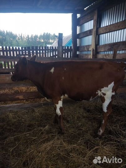 Телята телочки