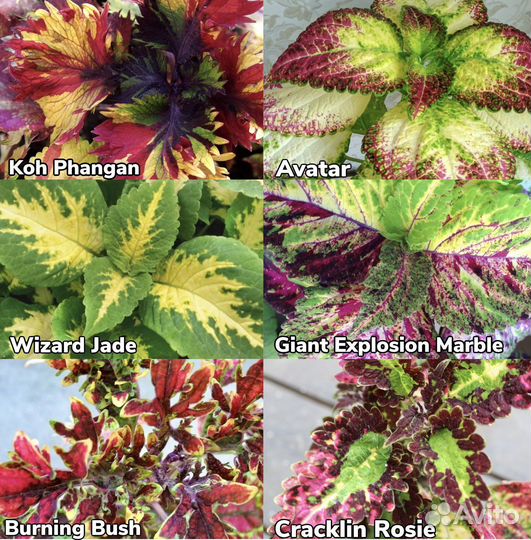 Колеусы сортовые