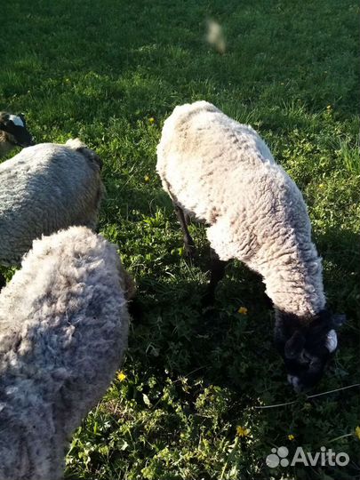 Овцы, бараны, ягнята