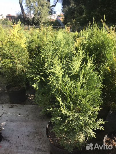 Хвойники. Деревья. Ели, сосны, туи, можжевельники